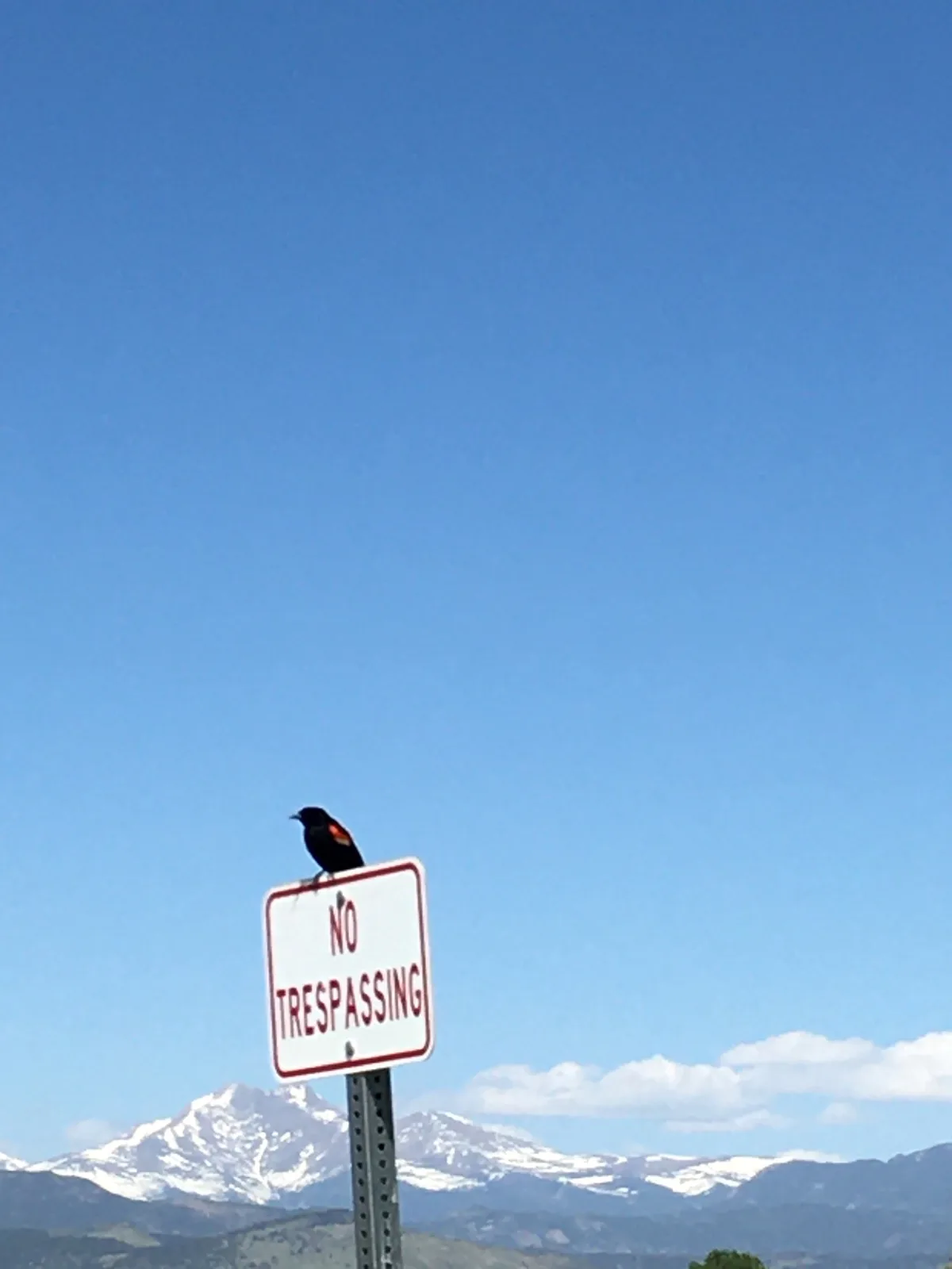 Bird perched on a No Trespassing sign