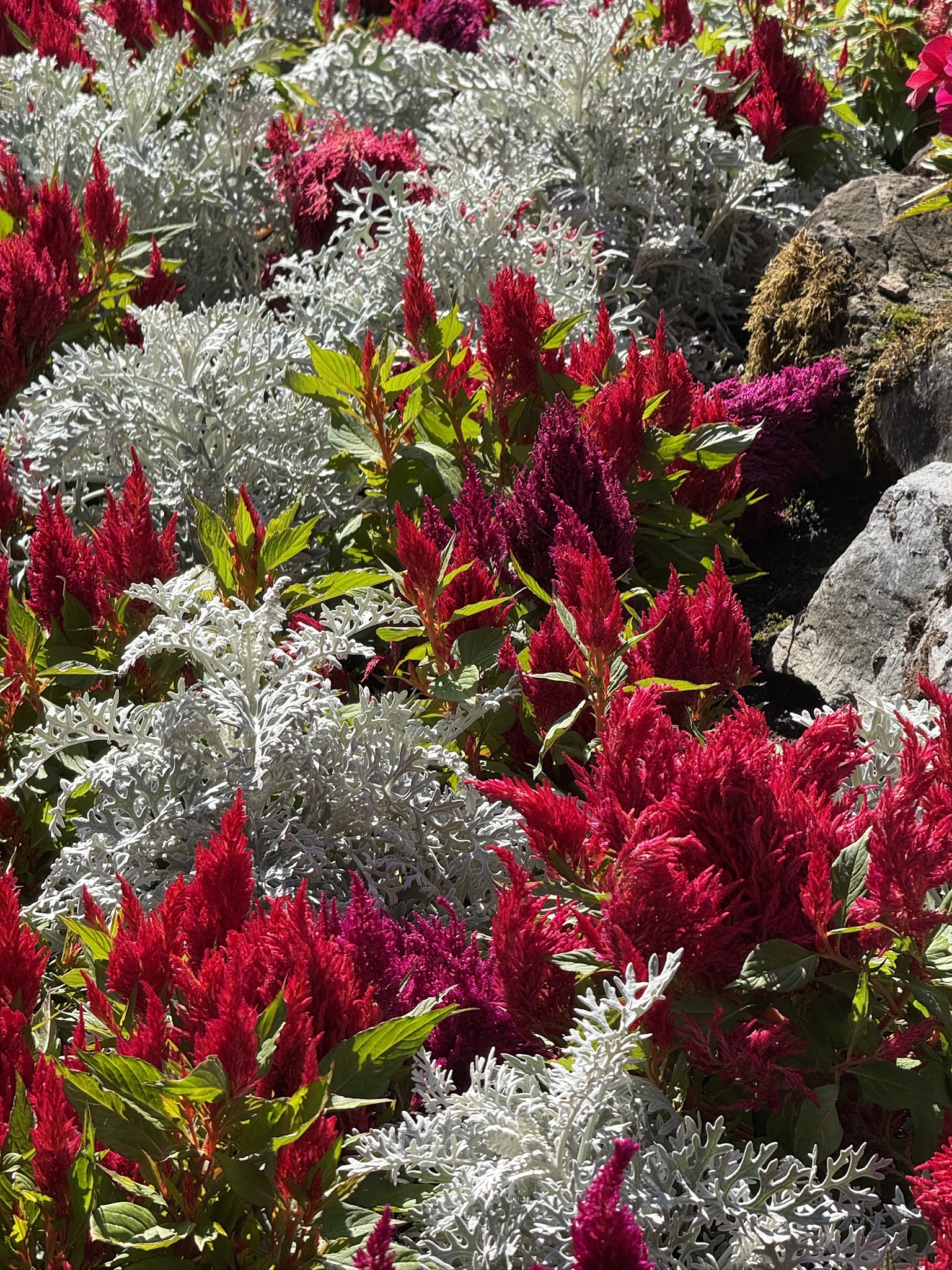 Bright magenta flowers among silvery foliage and garden stones