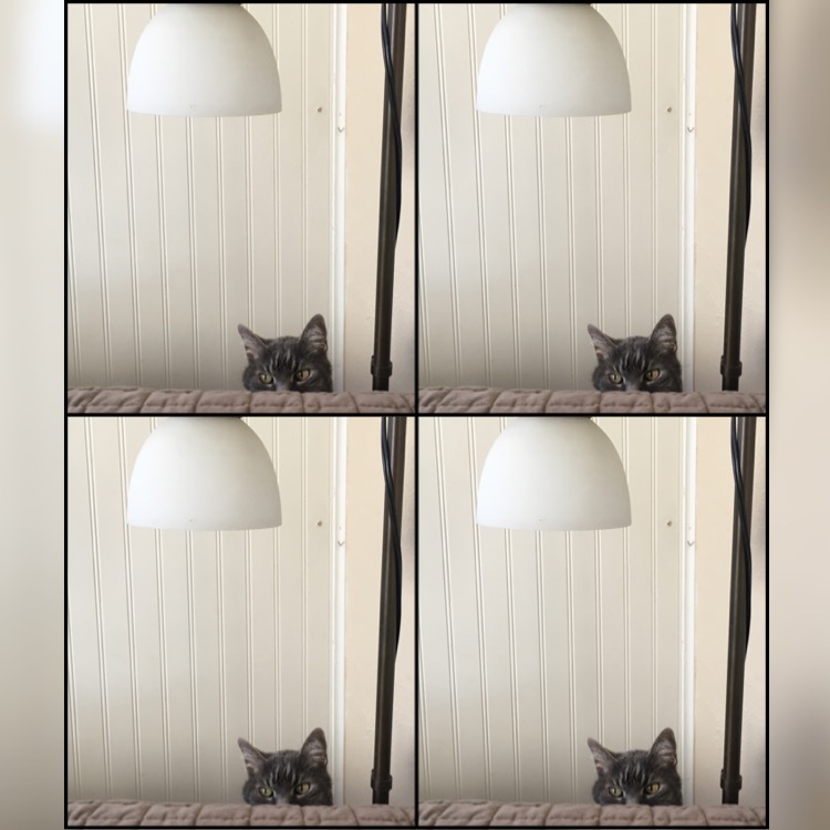 Four-panel portrait of a cat peeking over a sofa