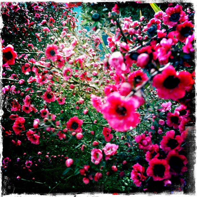 Dense field of vivid pink flowers