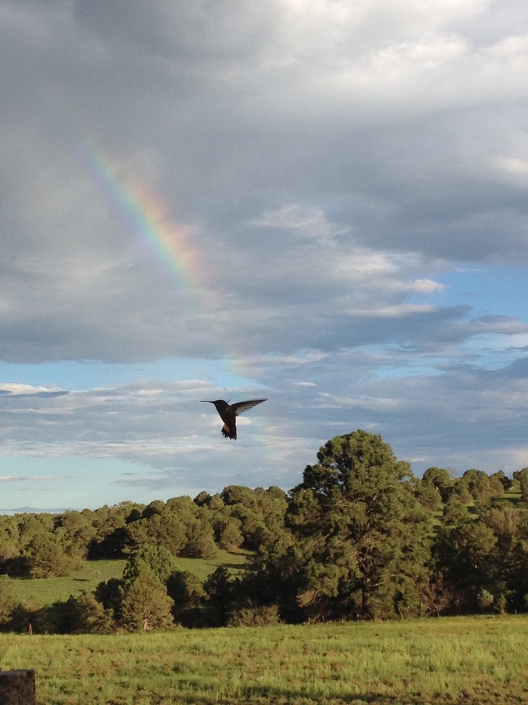 Hummingbird beneath a faint rainbow