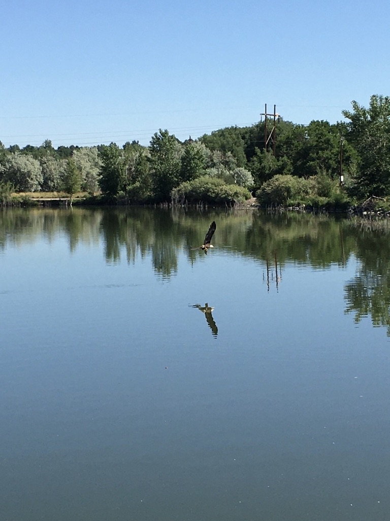 Bird flying low over its reflection in a pond