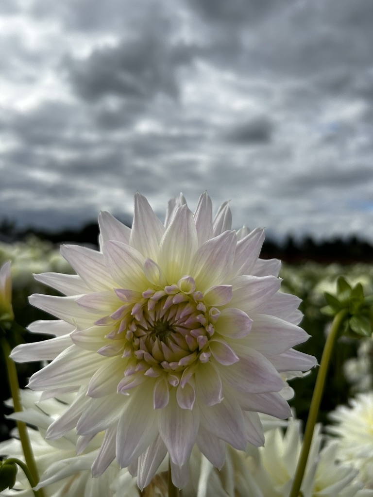 Pale dahlia beneath dramatic clouds
