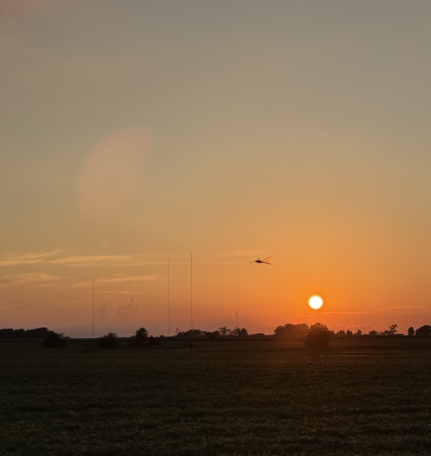 Bird crossing an orange sunset