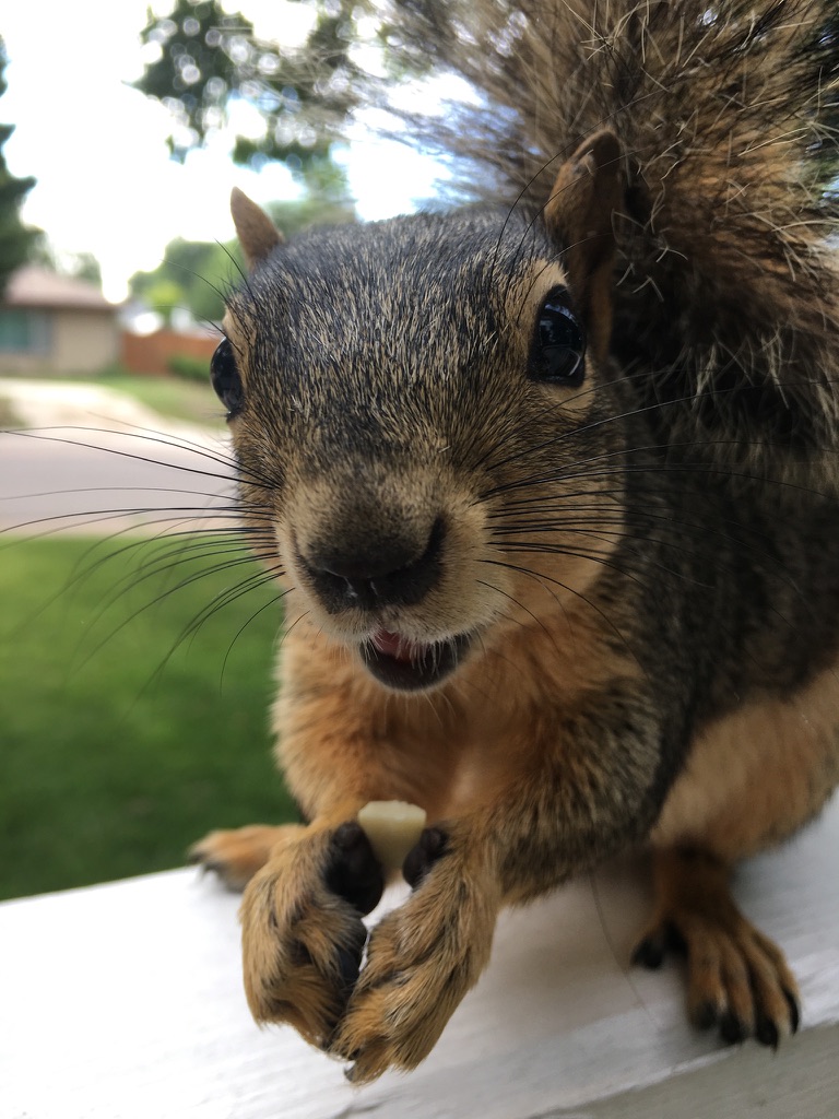 Close portrait of a squirrel holding a morsel
