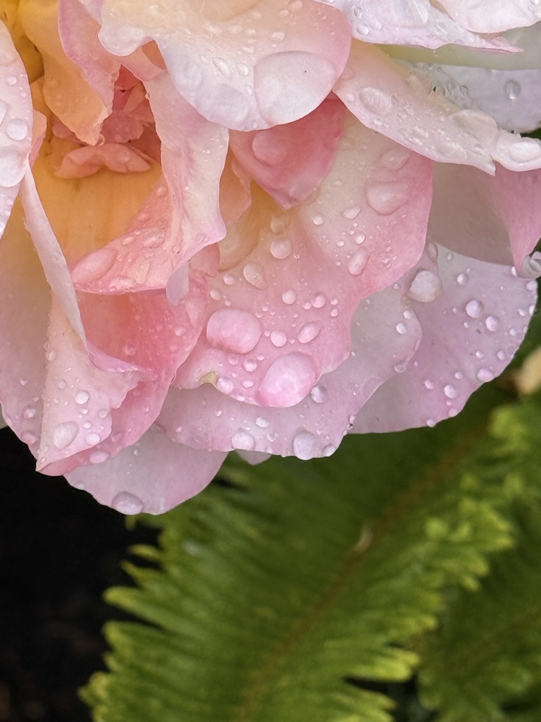 Rain-covered pink hydrangea above a fern