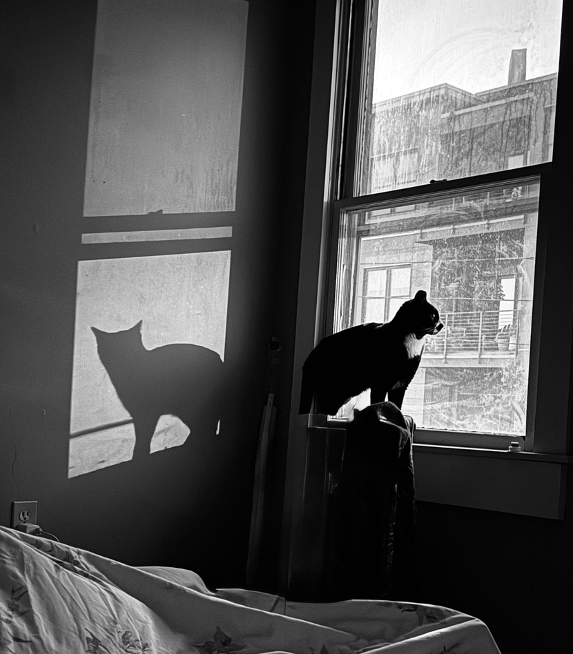 Cat and its shadow beside a window