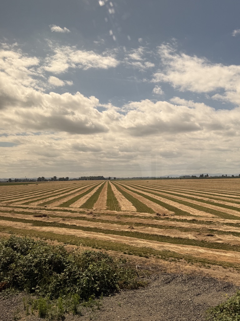 Long lines in a field beneath layered clouds
