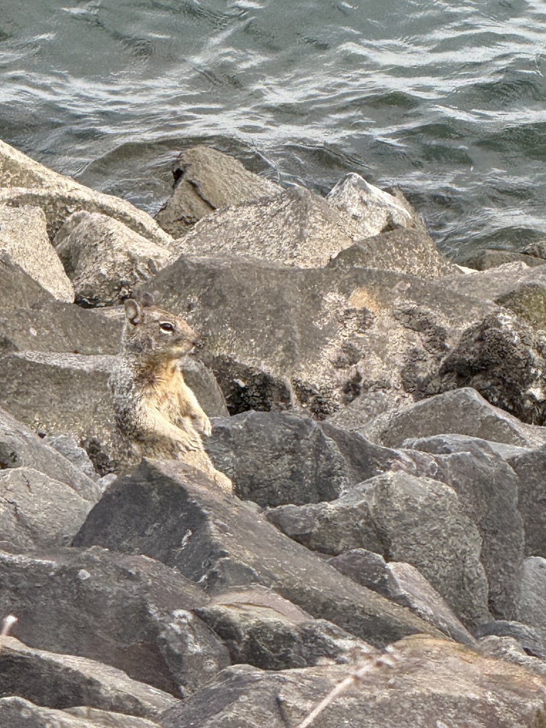 Squirrel among rocks beside the water