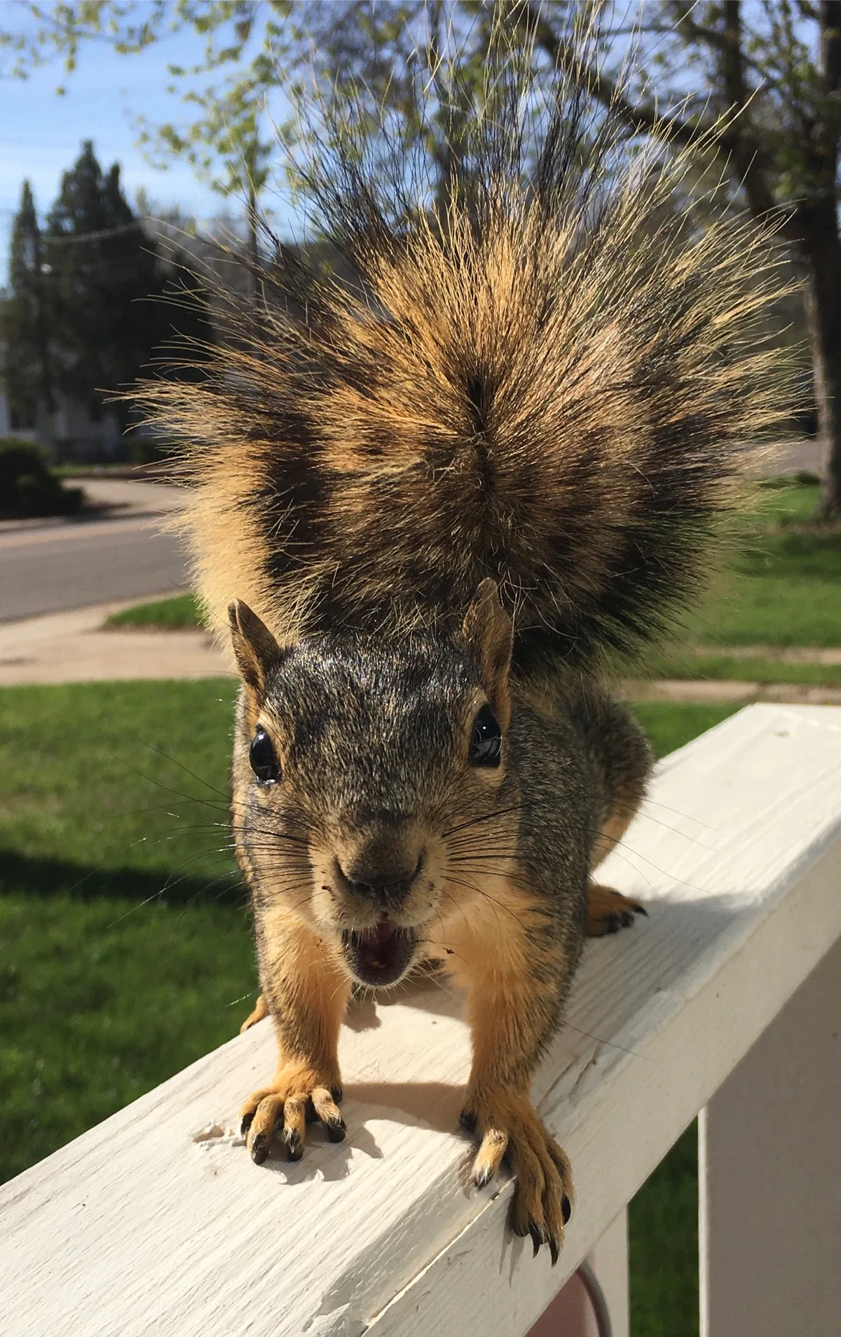 Squirrel facing the camera with its tail raised