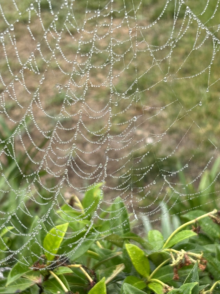 Dew-covered spiderweb above green leaves